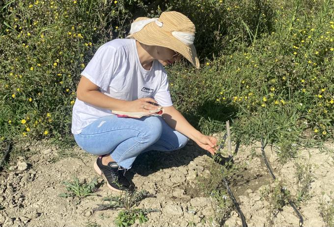  How testing the growth  of Nigella Sativa enhanced  agricultural diversity  